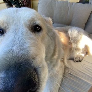 Meet your Posher, Norma